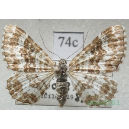 Epirrhoe pupillata (Thunberg, 1788) Slovakia74c